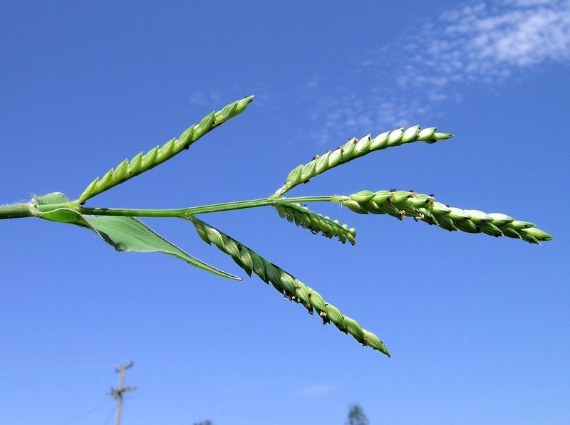 Panic Liverseed Grass photo 5