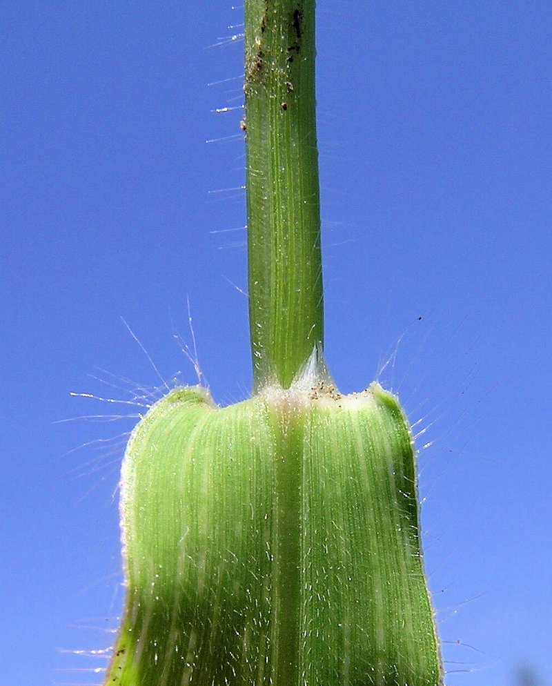 Panic Liverseed Grass photo 6