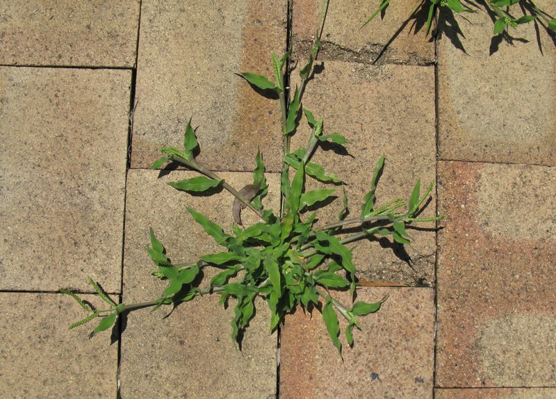 Panic Liverseed Grass photo 7
