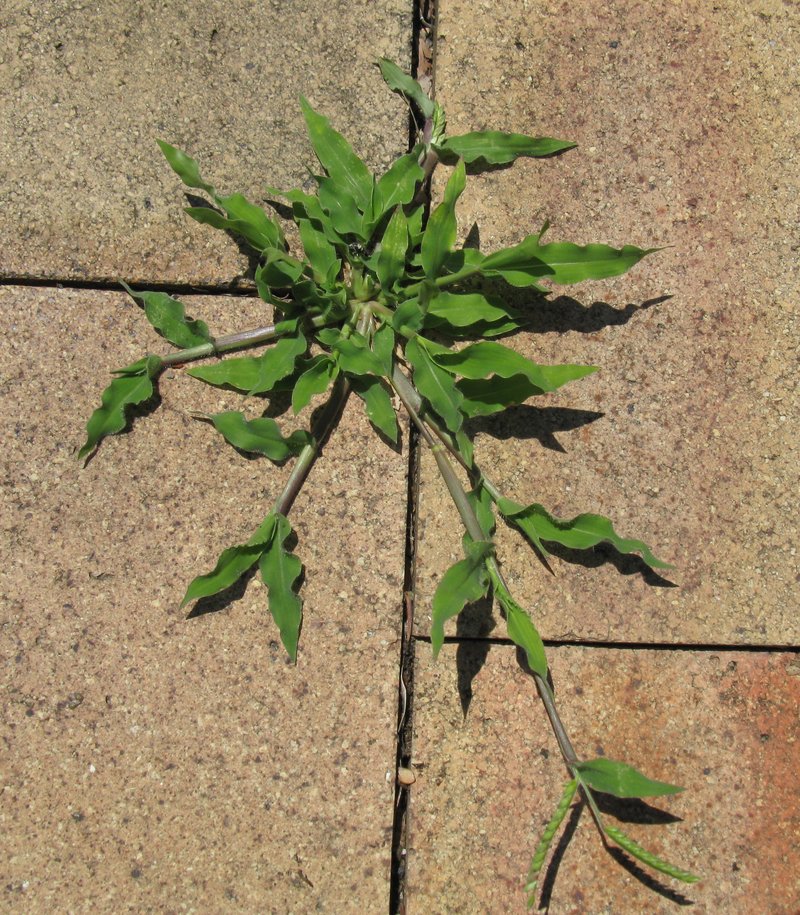 Panic Liverseed Grass photo 8