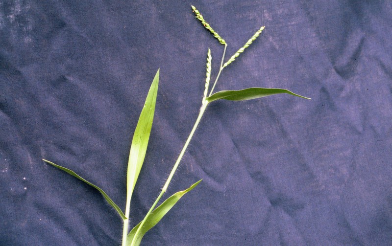 Panic Liverseed Grass