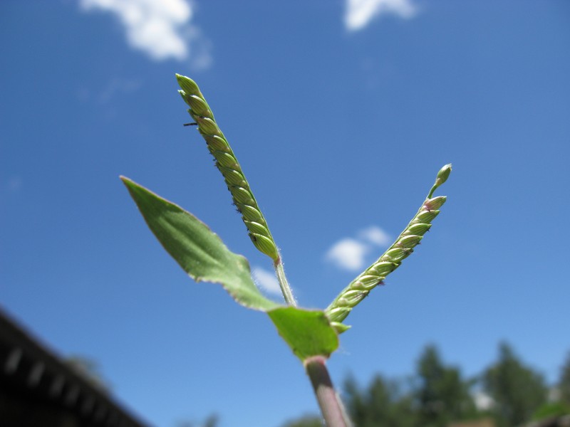 Panic Liverseed Grass photo 2