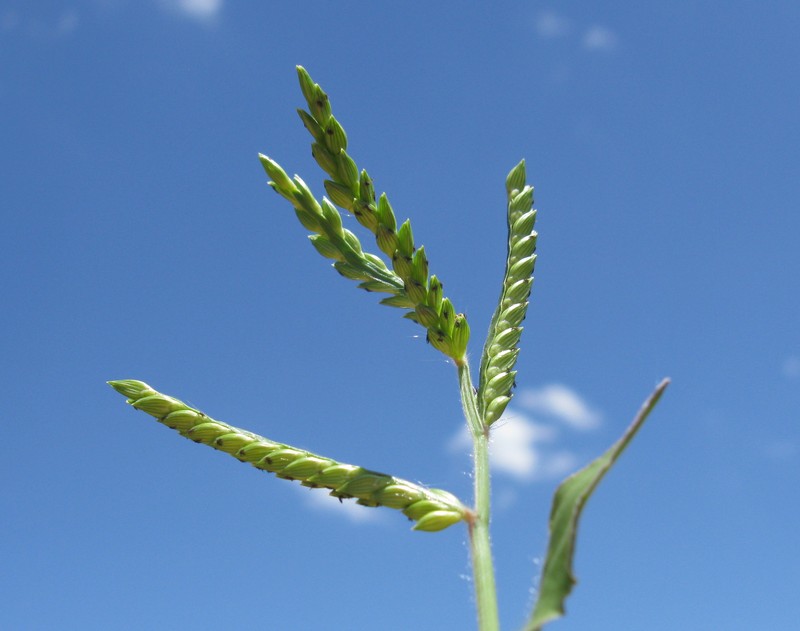 Panic Liverseed Grass photo 3