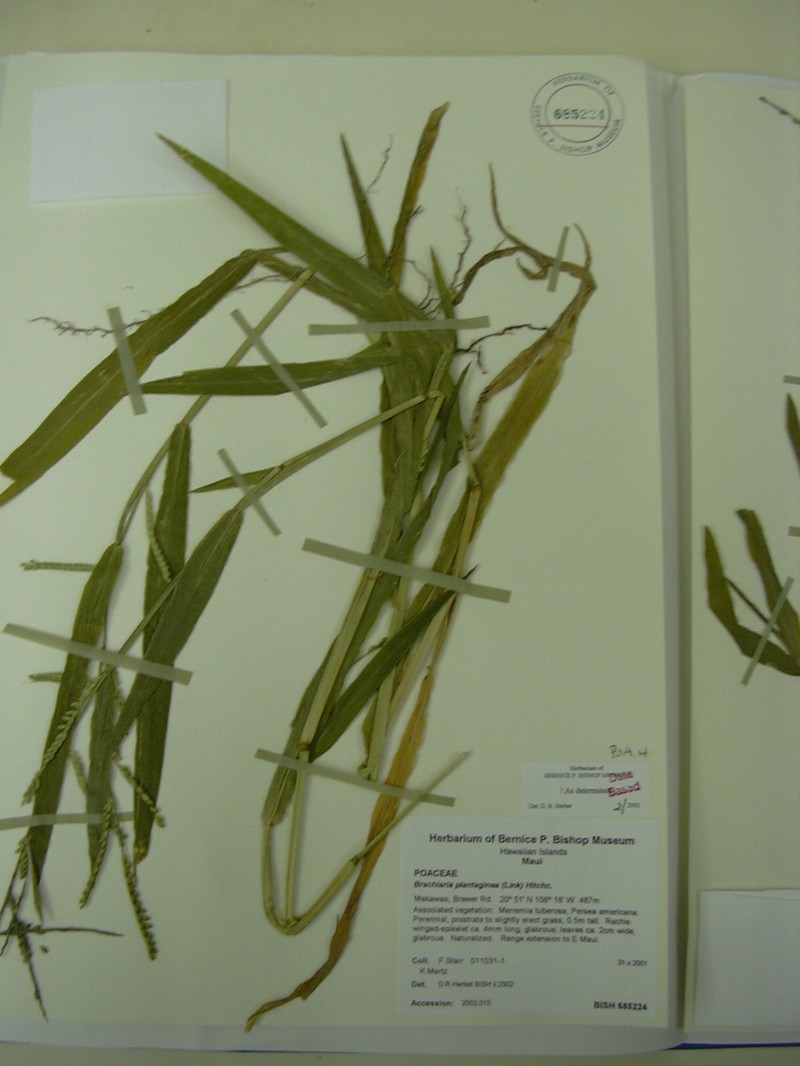 Plantain Signalgrass photo 3