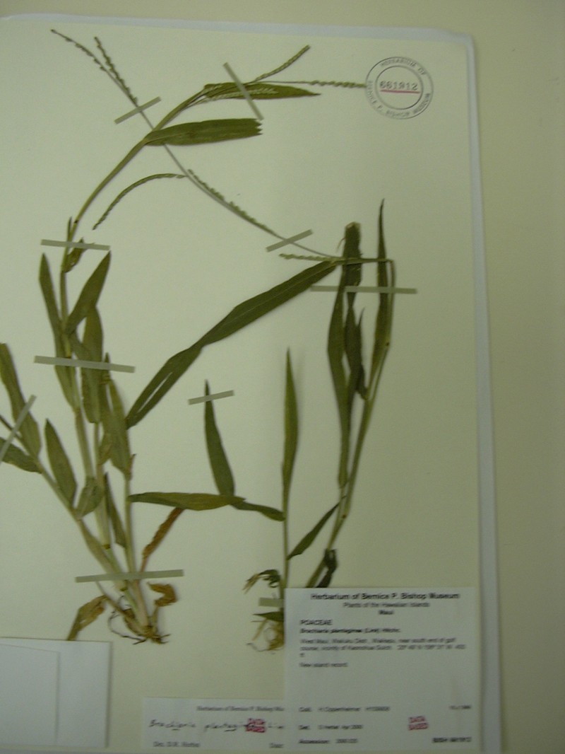 Plantain Signalgrass photo 4