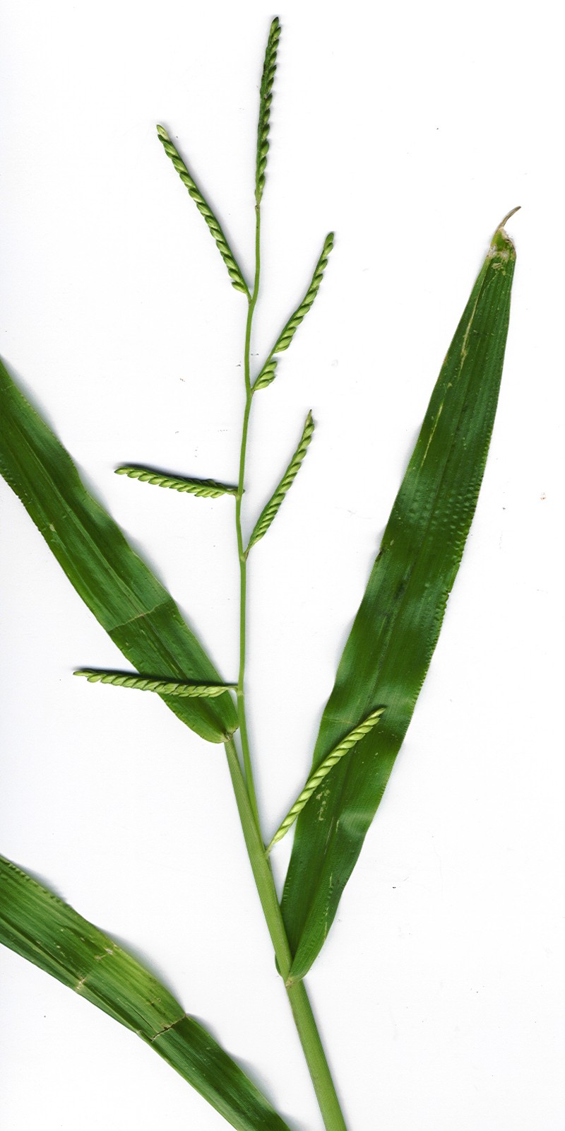 Plantain Signalgrass photo 6