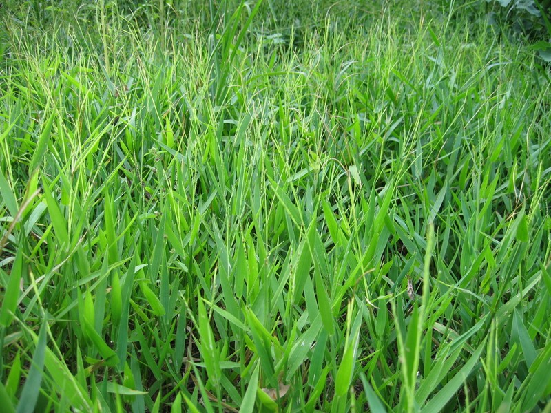 Broadleaf Signalgrass