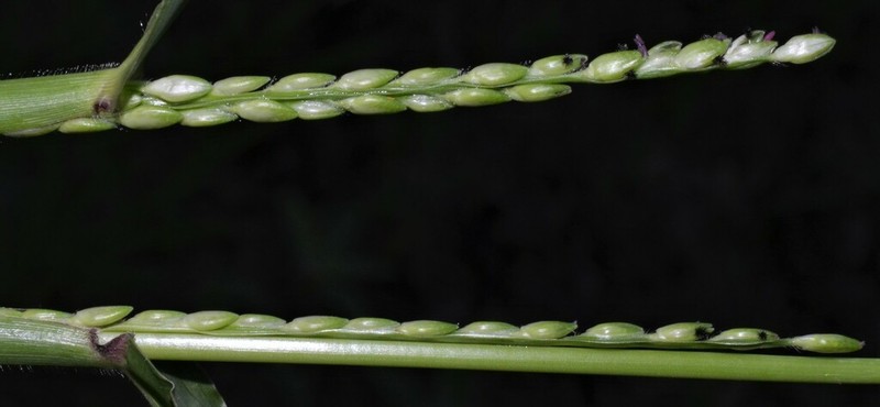 Broadleaf Signalgrass photo 2