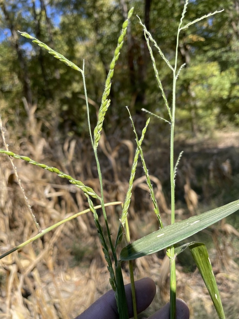 Broadleaf Signalgrass photo 3