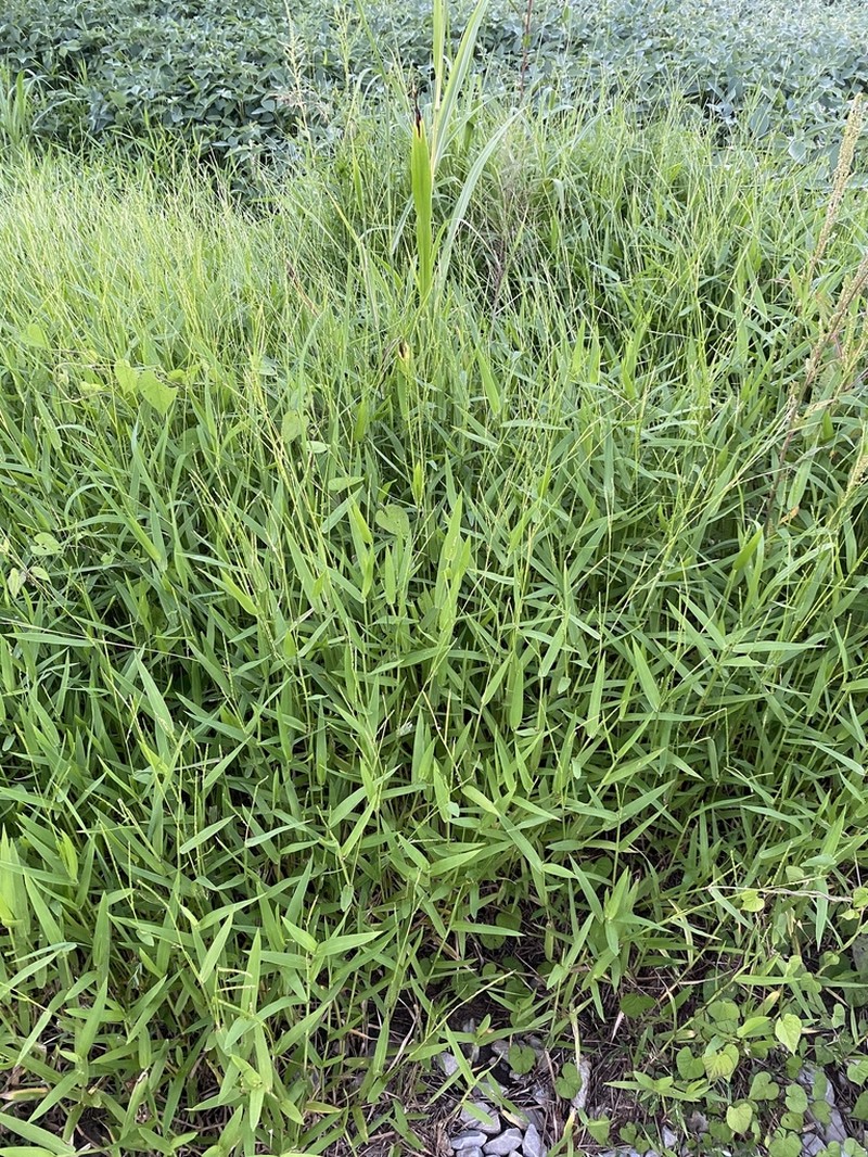 Broadleaf Signalgrass photo 4