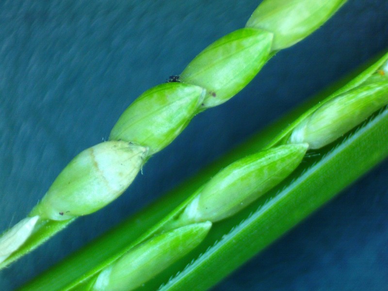 Broadleaf Signalgrass photo 5