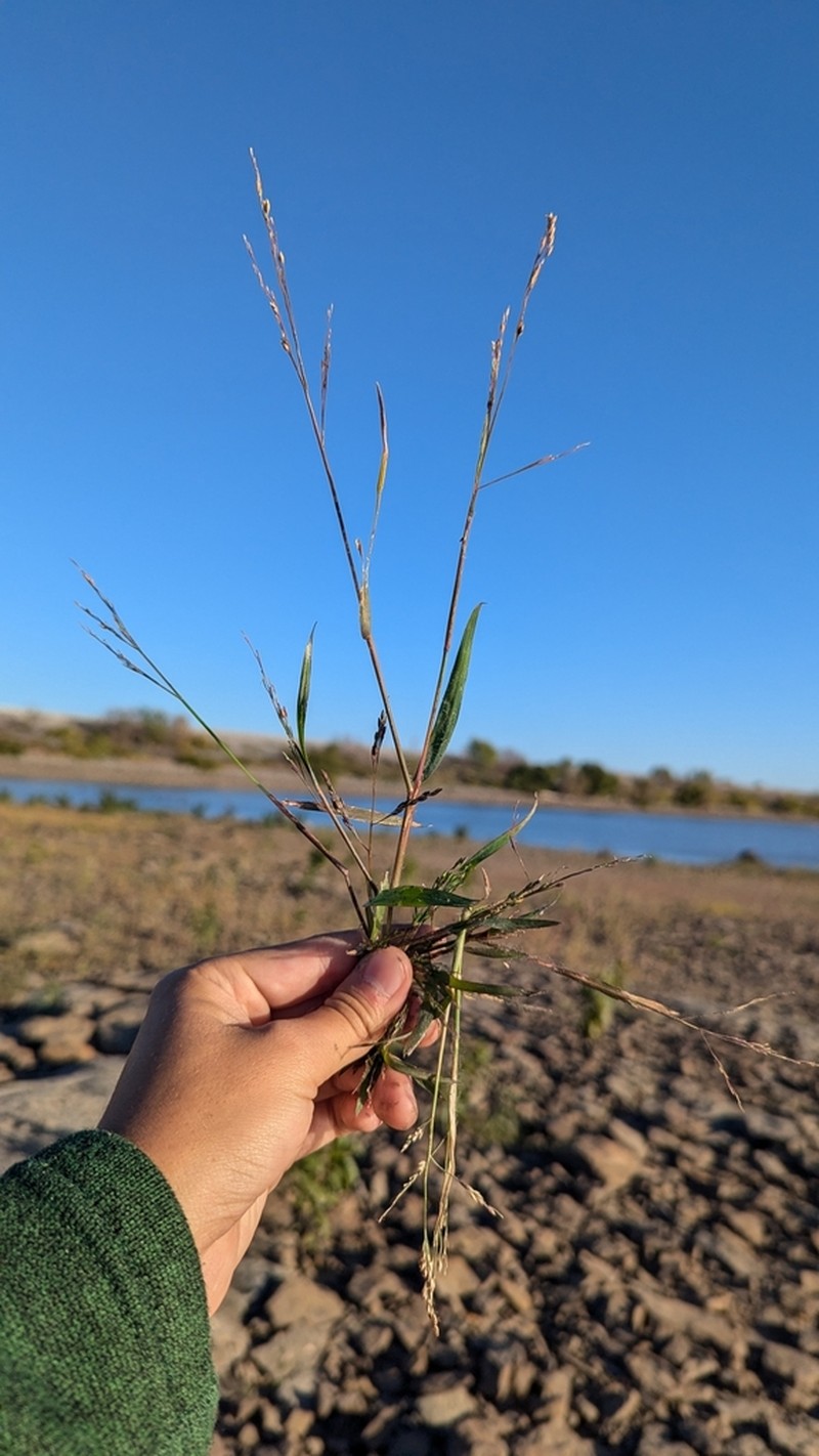 Broadleaf Signalgrass photo 6
