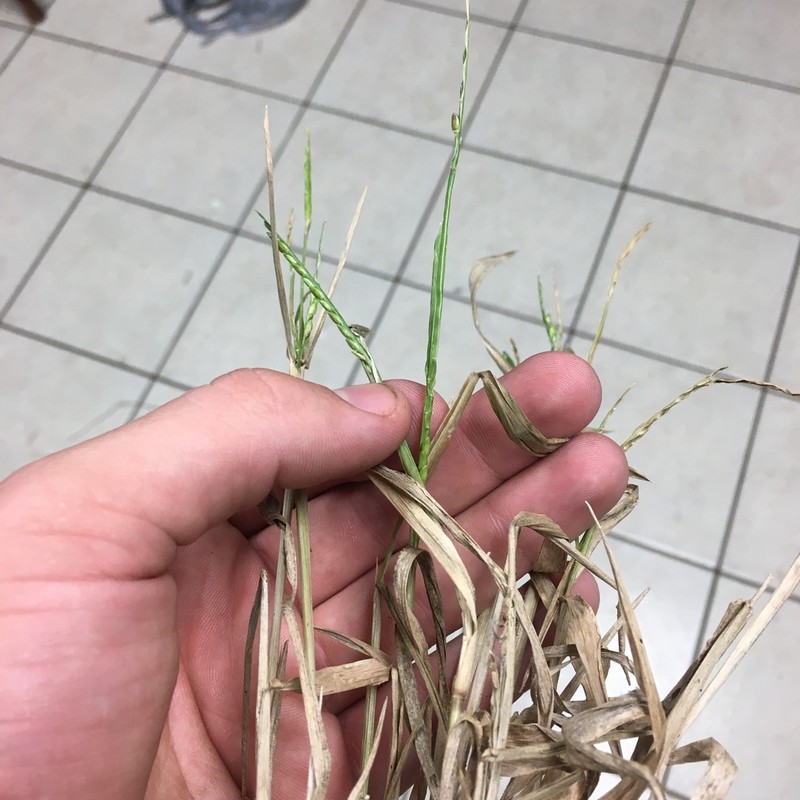 Broadleaf Signalgrass photo 7