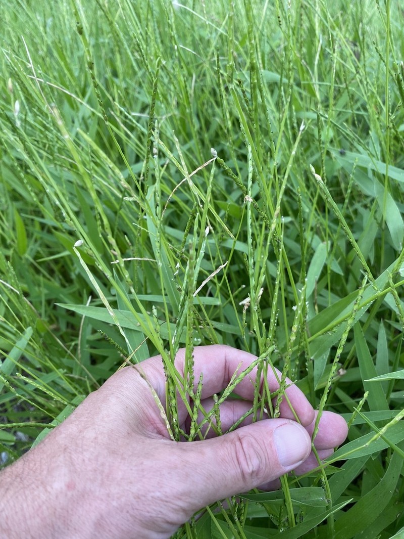 Broadleaf Signalgrass photo 8