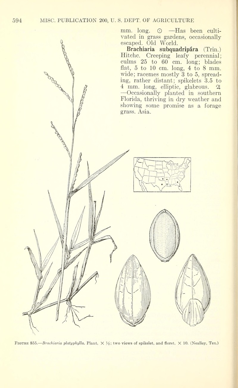 Broadleaf Signalgrass