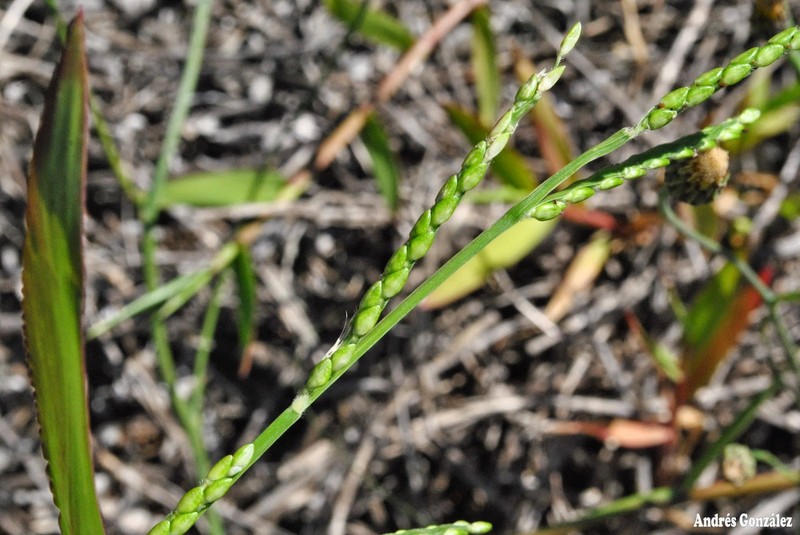 Broadleaf Signalgrass photo 5