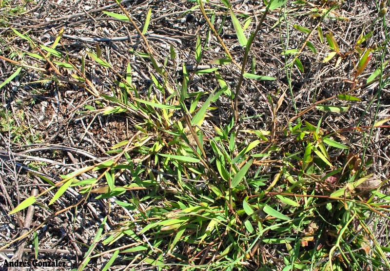 Broadleaf Signalgrass photo 2