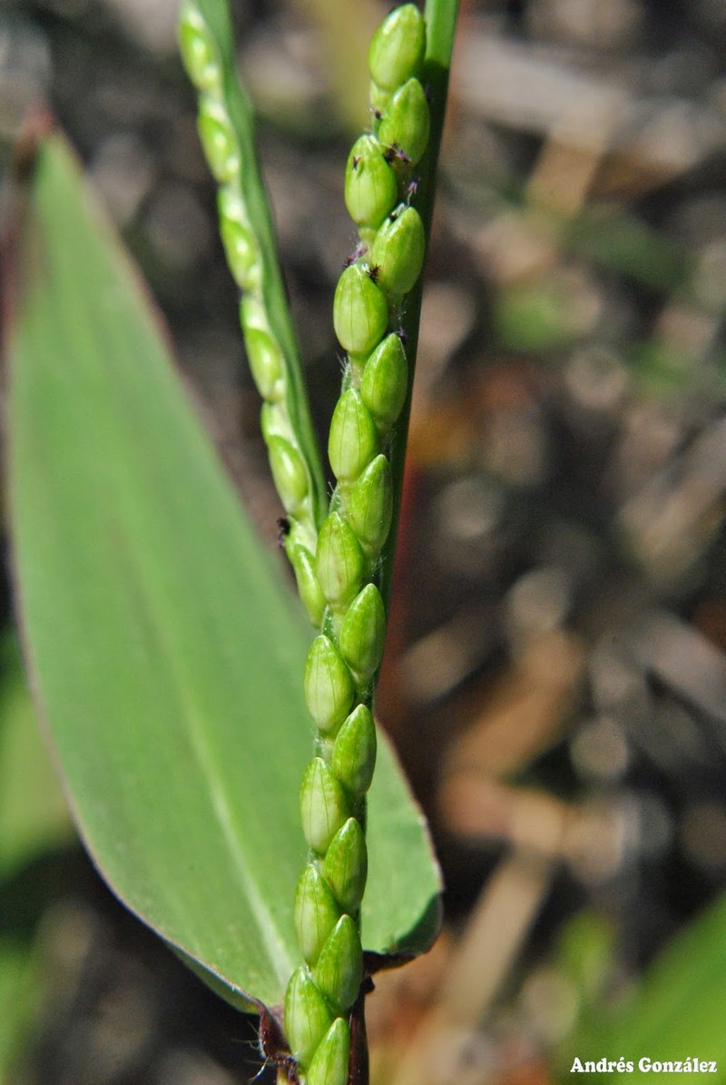 Broadleaf Signalgrass photo 3