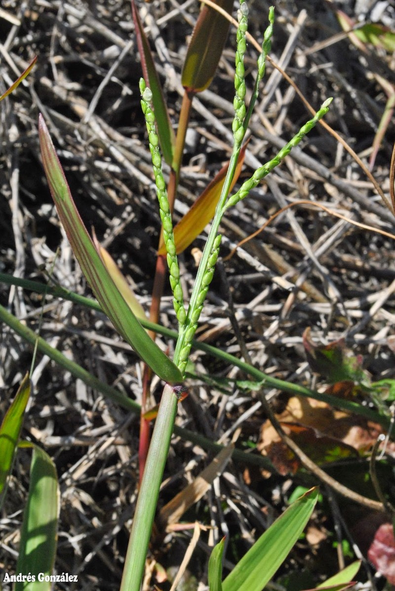 Broadleaf Signalgrass photo 4