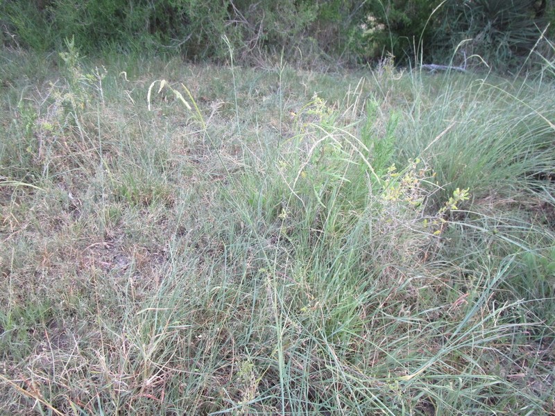Caribgrass