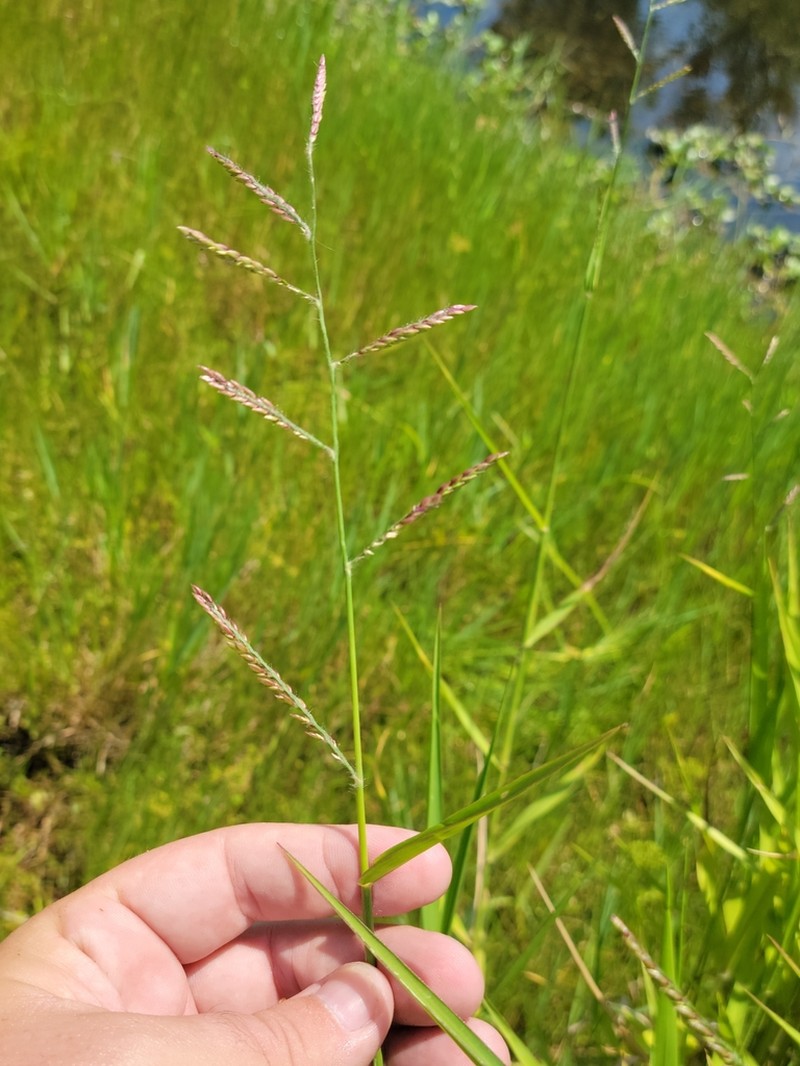 Caribgrass photo 2