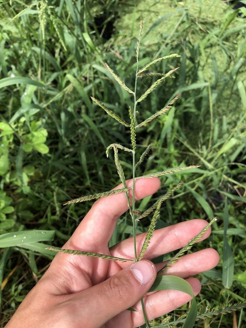 Caribgrass photo 3