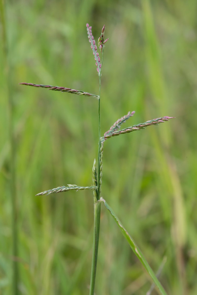 Caribgrass photo 4