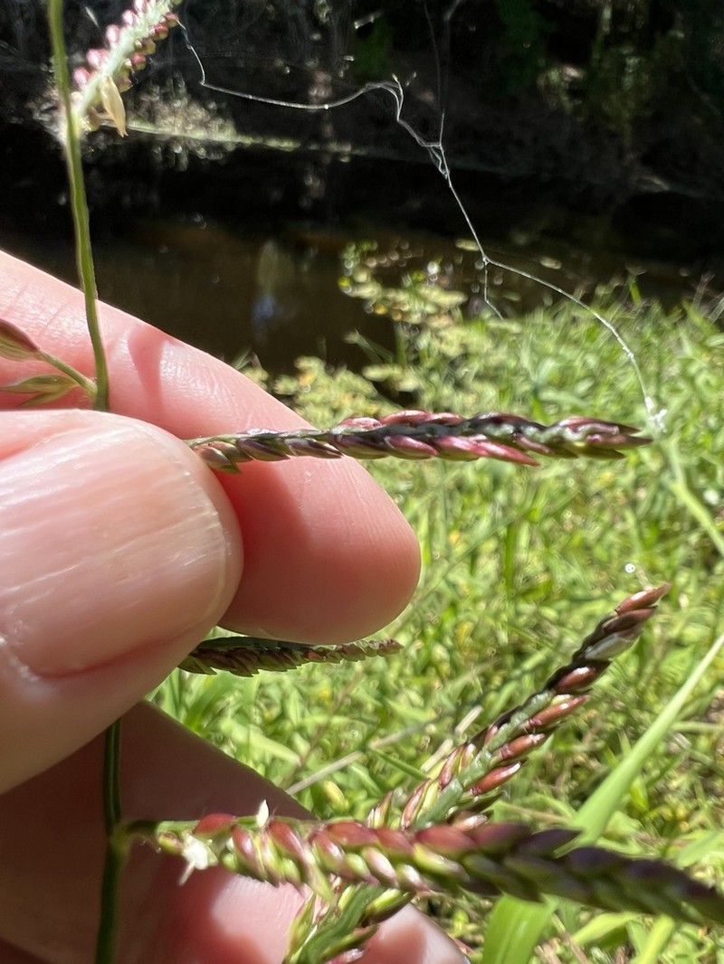 Caribgrass photo 5