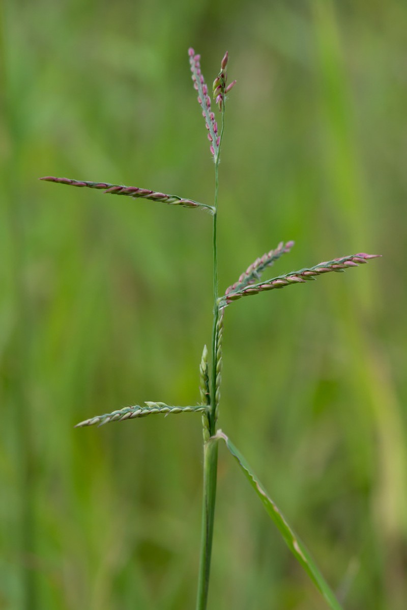 Caribgrass photo 6