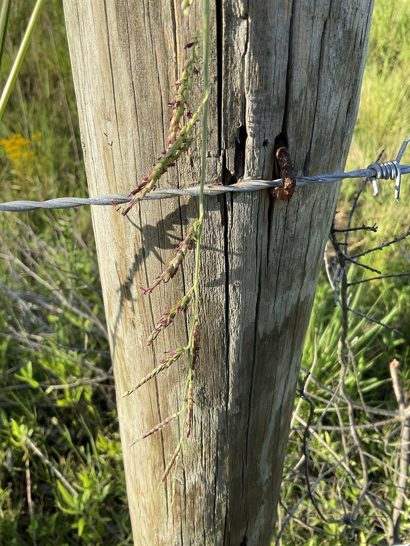 Caribgrass photo 7