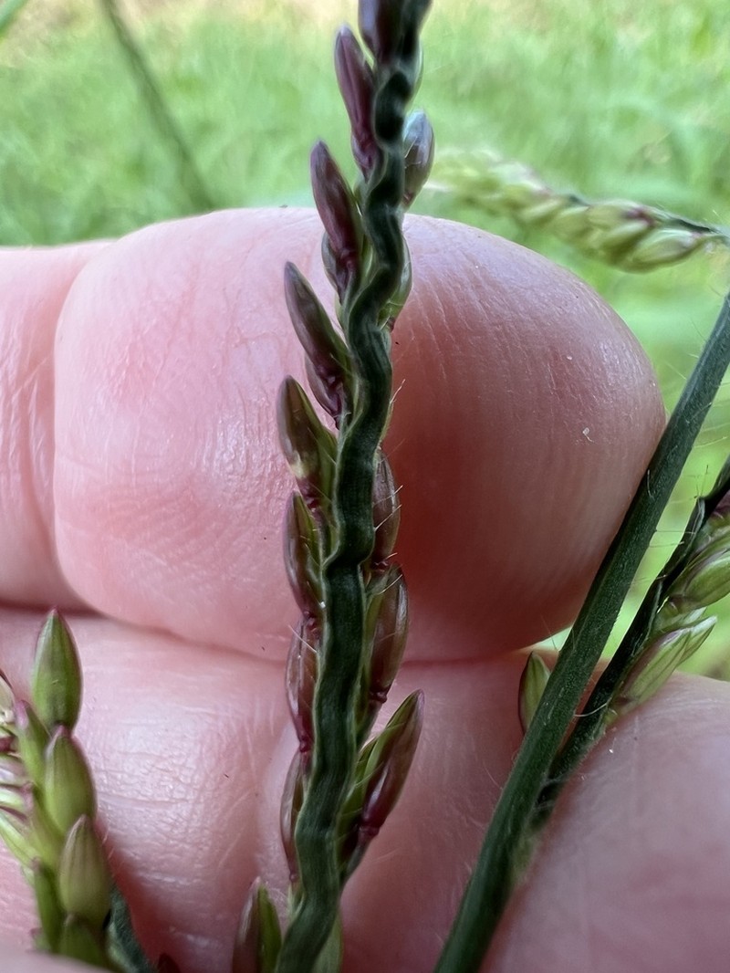 Caribgrass photo 8