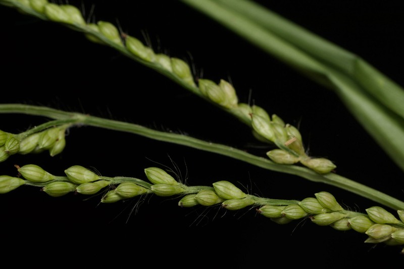 Urochloa ramosa photo 2