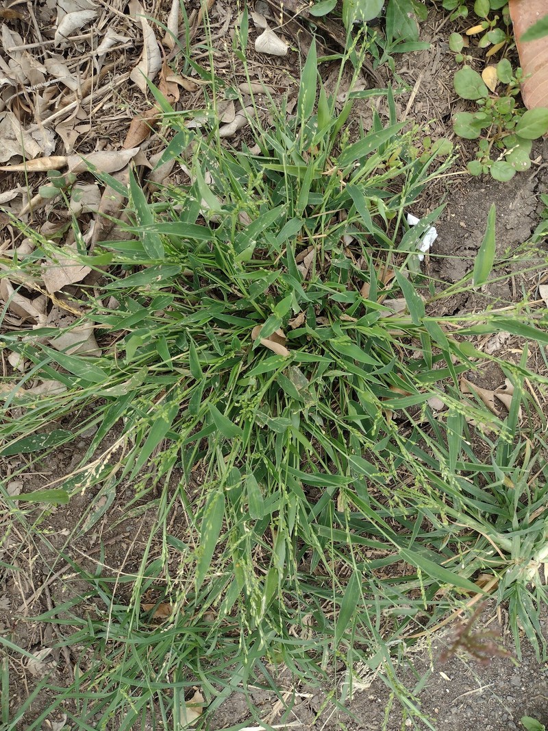 Urochloa ramosa photo 3