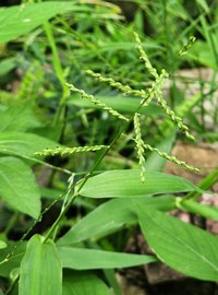 Sprawling Signalgrass