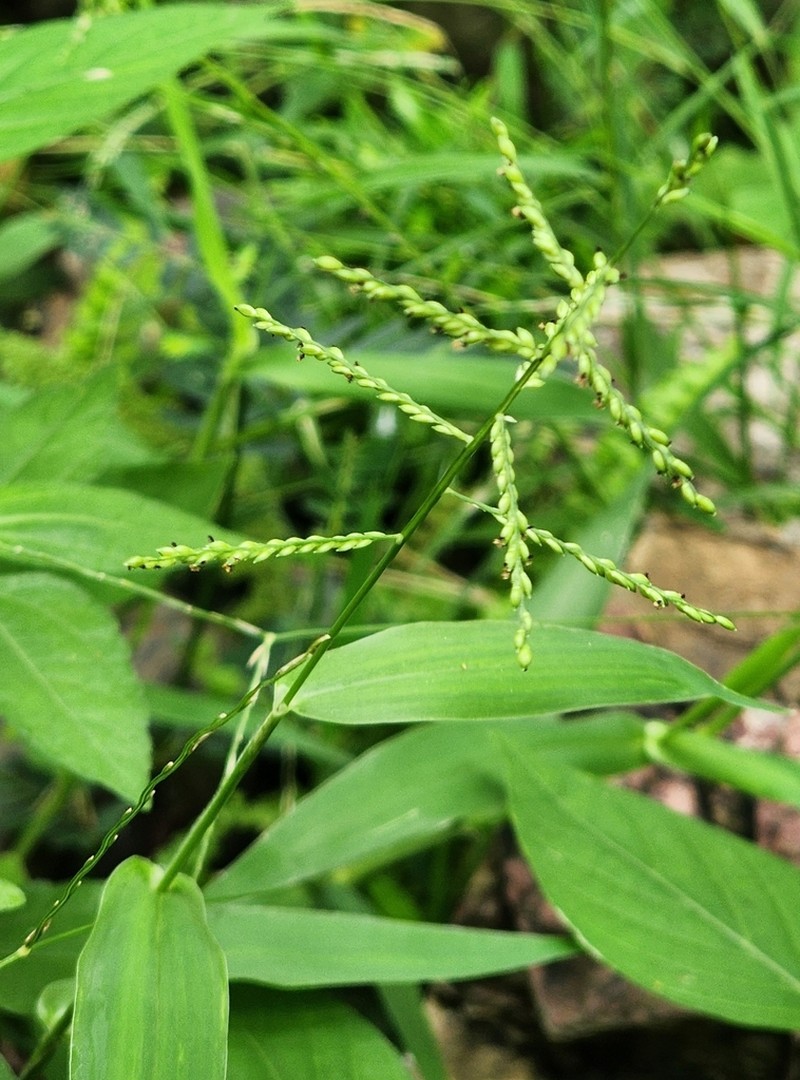 Sprawling Signalgrass