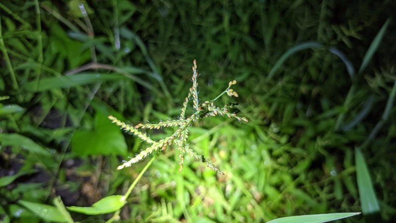 Sprawling Signalgrass photo 2