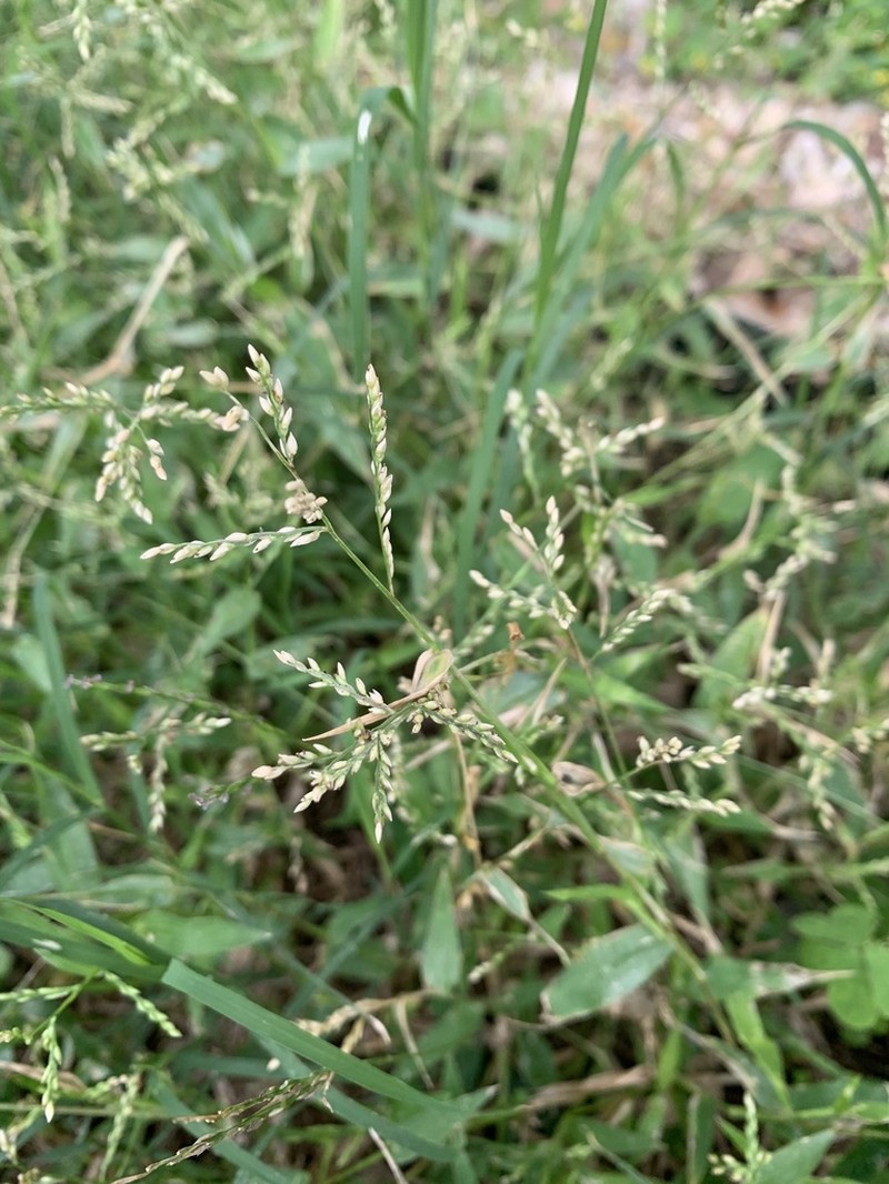 Sprawling Signalgrass photo 4