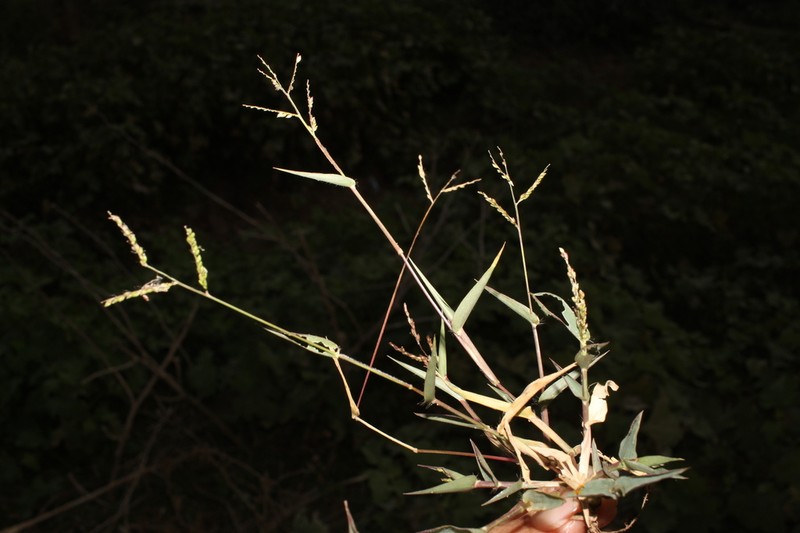 Sprawling Signalgrass photo 5