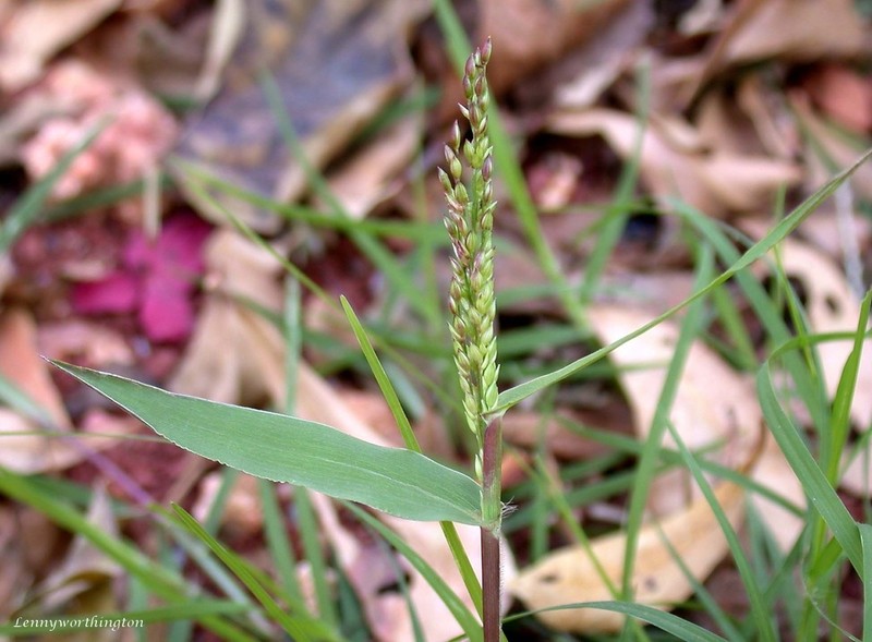 Sprawling Signalgrass photo 6