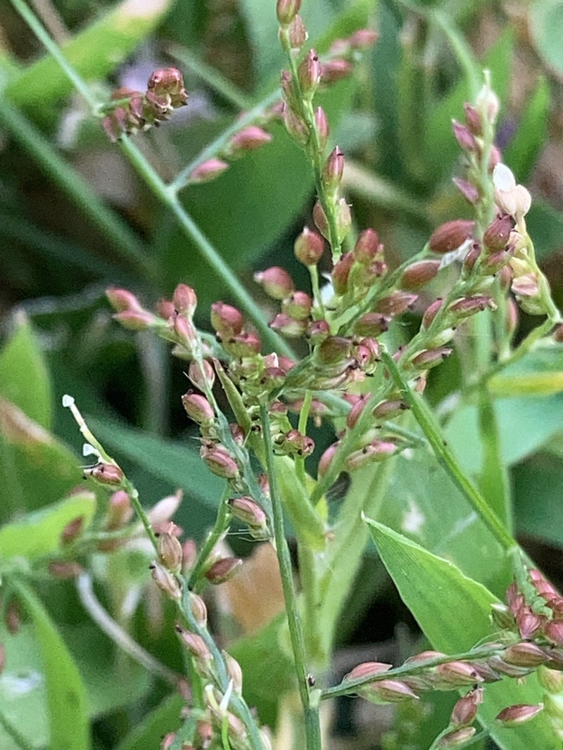 Sprawling Signalgrass photo 7