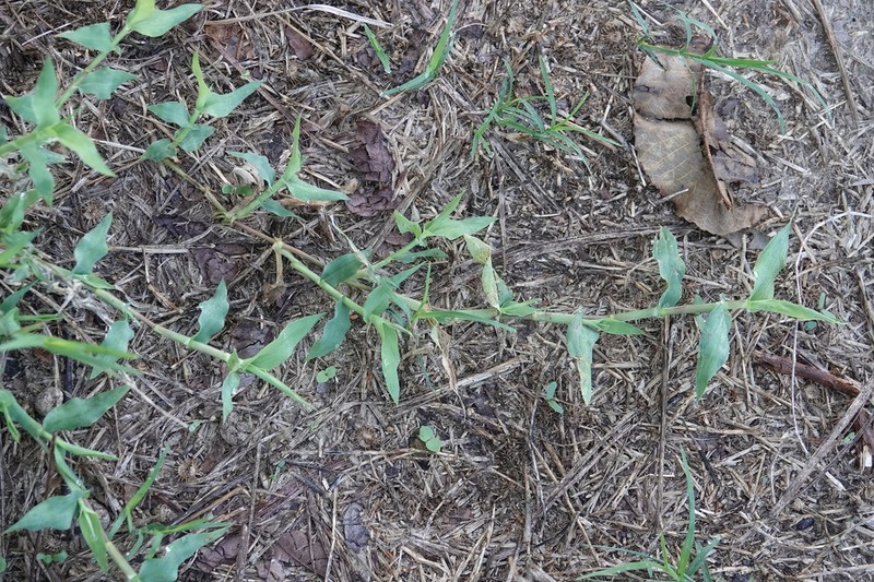 Sprawling Signalgrass photo 8