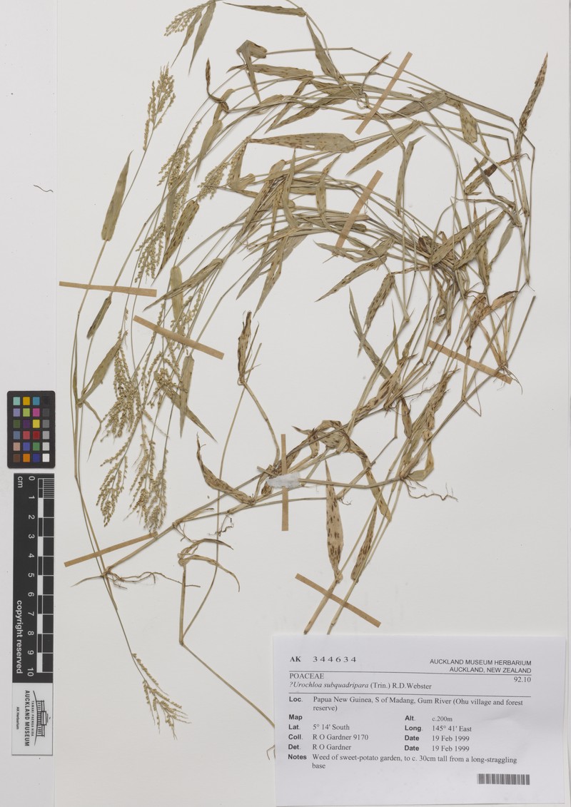 Sprawling Signalgrass photo 2