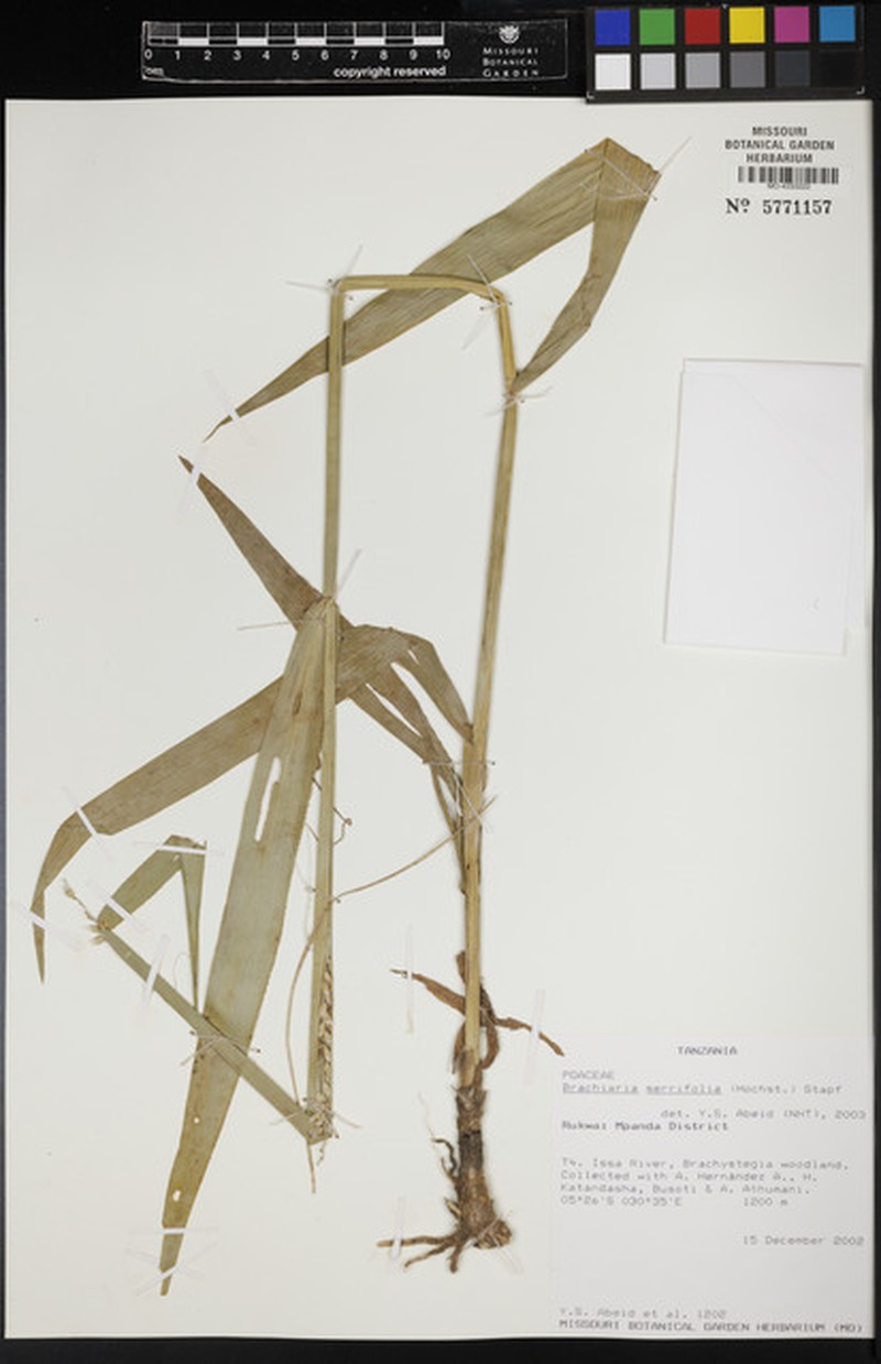 Urochloa serrifolia