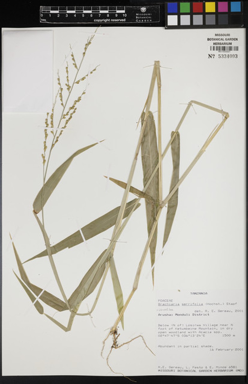 Urochloa serrifolia photo 2