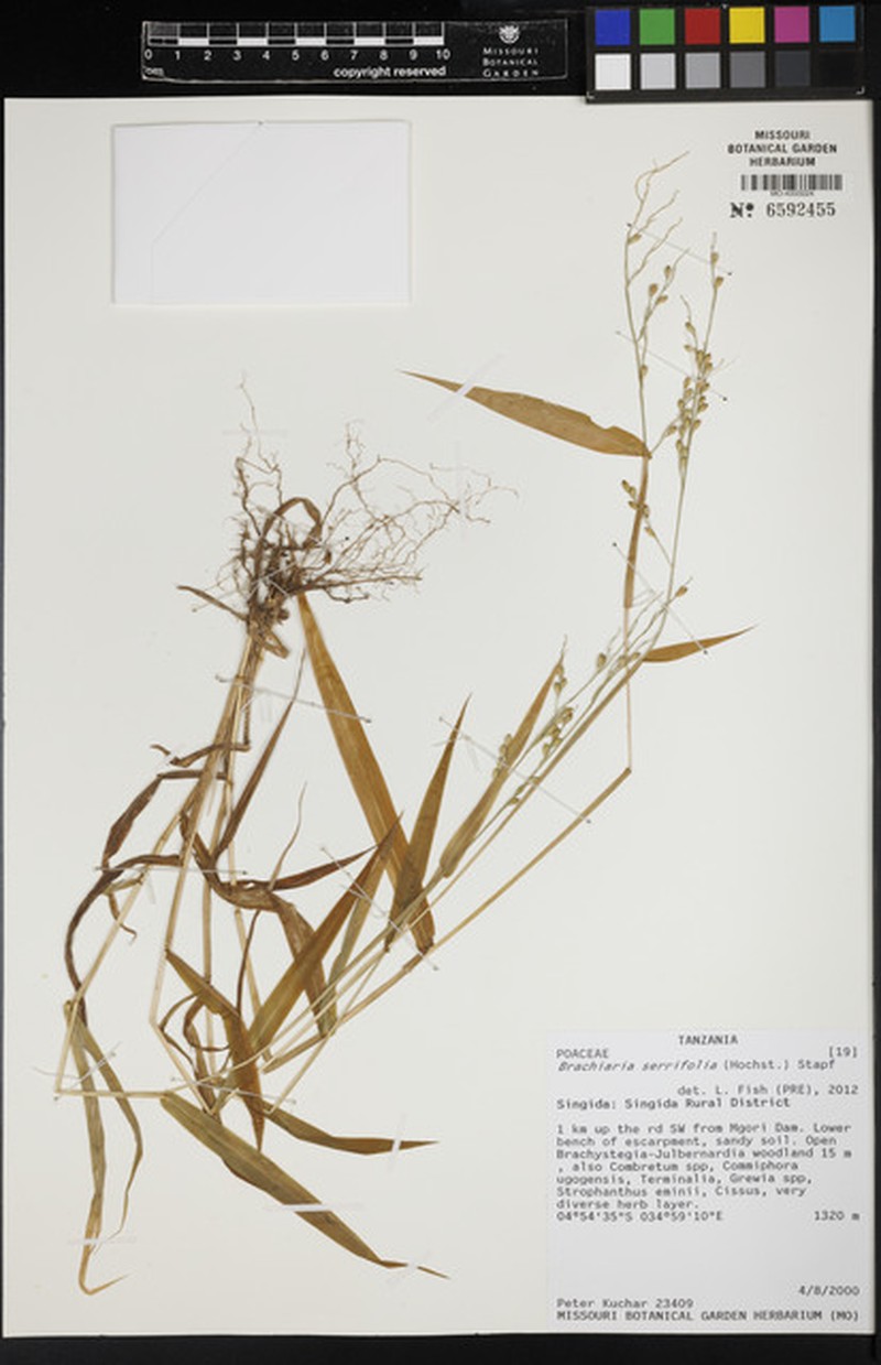 Urochloa serrifolia photo 3