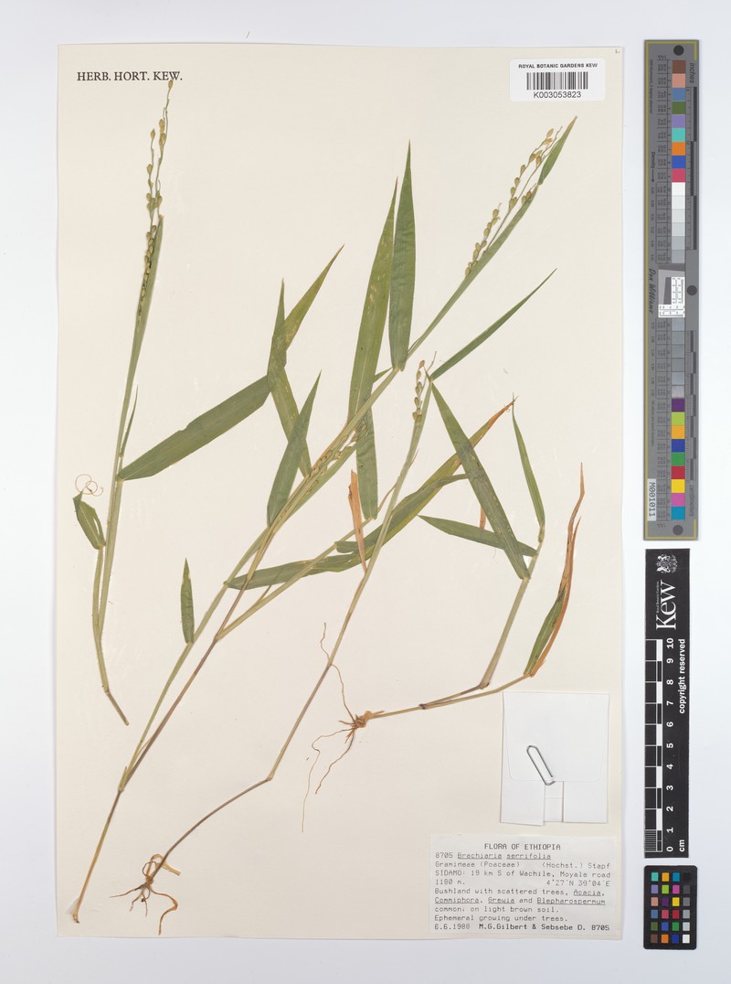 Urochloa serrifolia photo 4