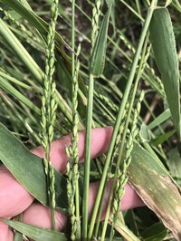 Texas Signalgrass