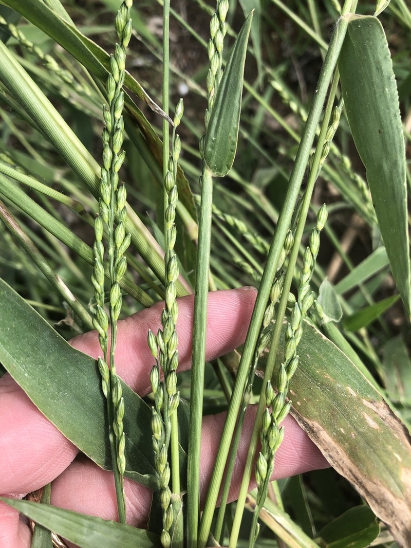 Texas Signalgrass