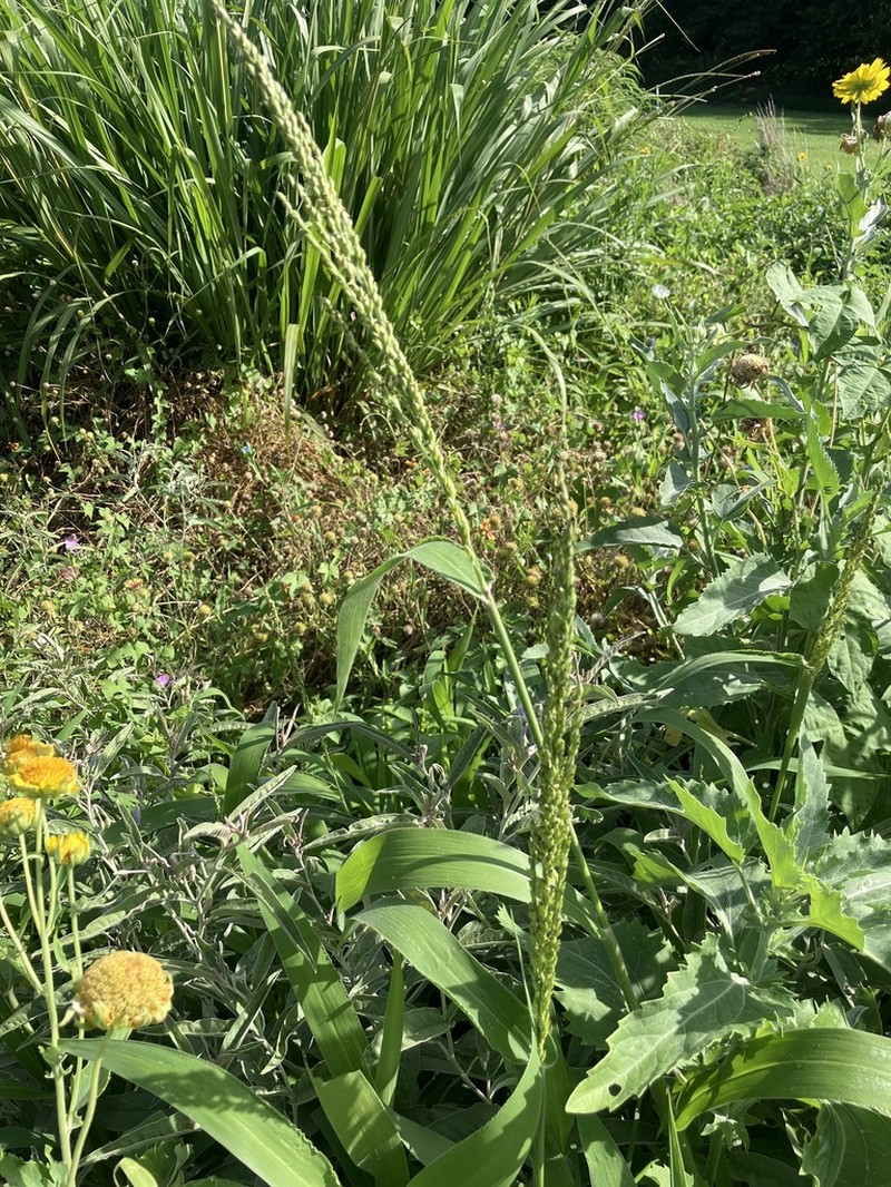 Texas Signalgrass photo 2