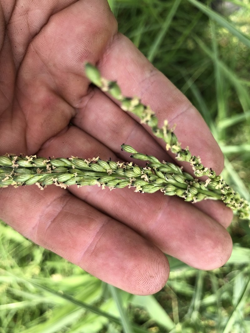Texas Signalgrass photo 3
